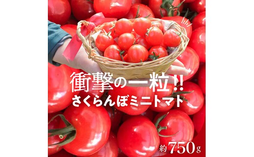 
										
										【今だけ たっぷり】衝撃の一粒!!奇跡のさくらんぼミニトマト(プチぷよ) 約750g（250g×3パック） ソムリエサミット 金賞 受賞 長田農園 産地直送 トマト とまと 野菜 やさい フルーツ サラダ 濃厚 甘い ご褒美 プレゼント 美容 健康 リピート多数 人気 高評価 数量限定 碧南市 H004-172
									