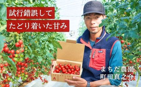 【定期便全5回 2月～6月毎月お届け】四万十川源流域で育まれた 絶品 フルーツミニトマト 1kg 【 フルーツトマト とまと 甘い 濃厚 美味しい 箱詰め 糖度8%～12% 高知 中土佐 】