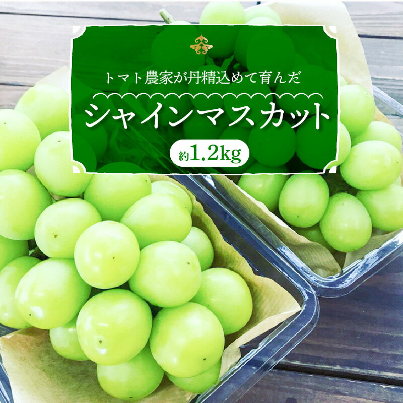 【ふるさと納税】【先行予約】 数量限定 レビュー 高評価☆4.9 甘い 新鮮 トマト農家が作る シャインマスカット 約 1.2kg 2房 長田農園 果物 フルーツ 季節 旬 お取り寄せ お取り寄せフルーツ マスカット 国産 おやつ デザート 愛知県 碧南市 冷蔵 送料無料