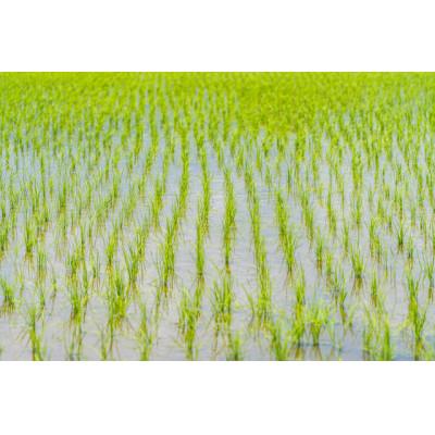 ふるさと納税 城里町 令和7年産コシヒカリ精米5kg 昔ながらの天日干し |  | 03