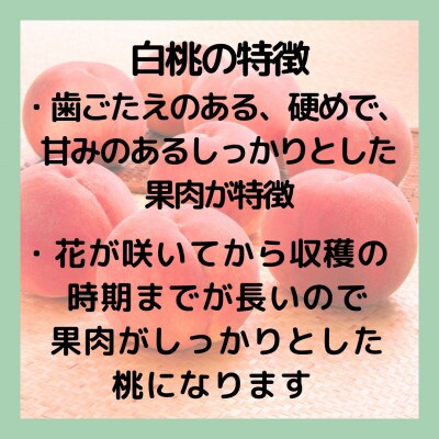 山梨 萩原フルーツ農園の桃　白桃A (約1.9kg 4～8個入)【配送不可地域：離島】
