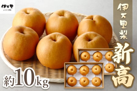 【令和6年産先行予約】伊万里梨「新高」 10kg (約5kg×2箱)  B166