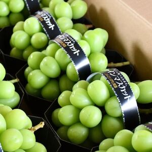 先行予約 シャインマスカット 約600g×2房 令和8年度 新潟県産 種なし ぶどう マスカット JAえちご中越