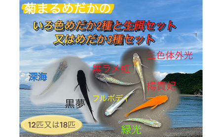 めだかセット 2種と生餌 又は3種 めだかセット【計12匹/18匹】 いろ色めだか3種セット