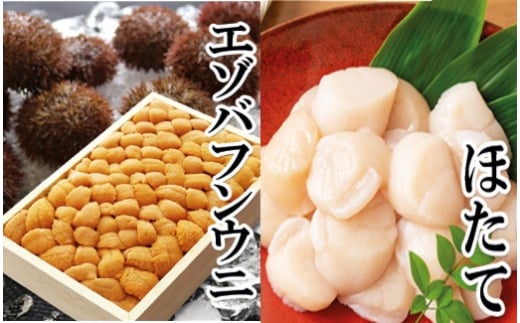 E-40023【12/14まで年内配送】 エゾバフンウニバラ詰め150g×1折、お刺身ホタテ貝柱500g×1P[11月下旬以降発送]