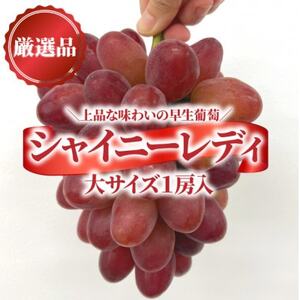 【きよとうファーム】厳選品 赤色が美しい早生の葡萄シャイニーレディ1房/700g～(岡山県産)【配送不可地域：離島】【1602099】