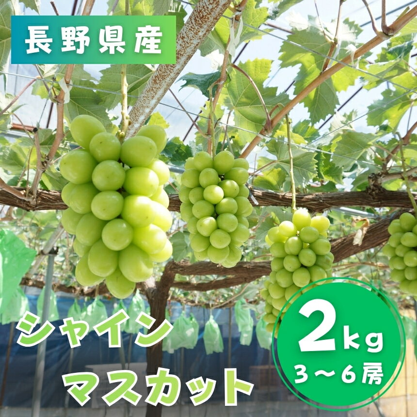 【ふるさと納税】【2026年先行予約】＜南信州産＞シャインマスカット 秀品 約2kg(3〜6房)＜2026年9月中旬〜順次発送＞ JAみなみ信州DMセンター飯田市 | シャインマスカット ぶどう マスカット フルーツ 果物 ブドウ 葡萄 南信州 送料無料 ふるさと納税 長野県 飯田市 K12