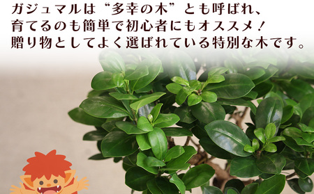 沖縄の観葉植物　観葉植物　ガジュマル 6号鉢　6号　観葉植物　ガジュマル　インテリア　鉢付き　おしゃれ　インテリアグリーン　緑のある暮らし　ハウスプラント　沖縄　うるま市　６号
