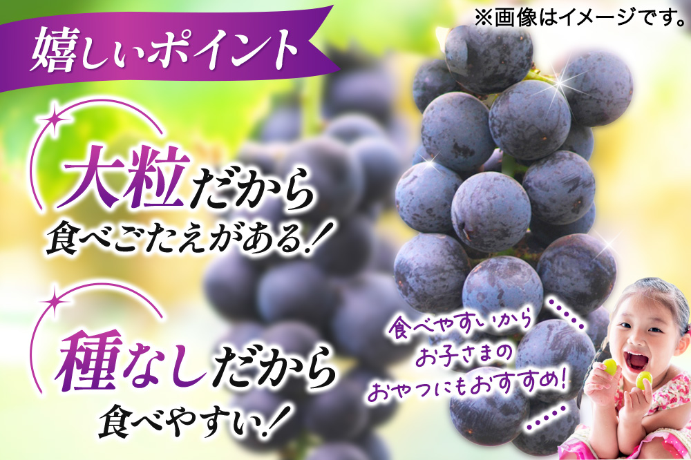 【先行受付】9月中旬より発送 【ぶどう3種食べ比べ】濃甘な完熟葡萄 横手市大沢地区産 旬な種無し大粒品種ぶどう 3種類詰合せ  巨峰 ピオーネ シナノスマイル クィーンニーナ タマユタカ 翠峰 ぶどう
