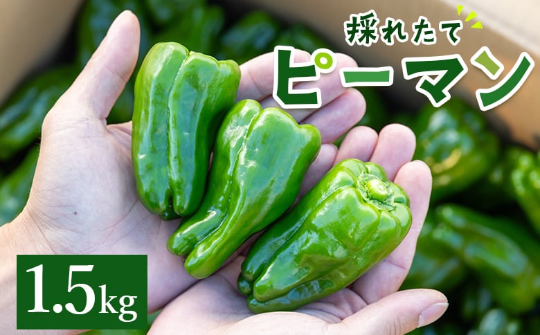 
            ピーマン 1.5kg 野菜 やさい 新鮮 国産 肉厚 炒め物 肉詰め 料理 高知県 香南市産採れたて 高知県 香南市 冷蔵 ピーマン im-0002
          