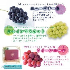 岡山　花笑み農園『彩り3種セット』(シャイン、クイーンニーナ、ピオーネ)(3房)　贈答用　3M-2上【配送不可地域：離島・北海道・沖縄県】【1626700】
