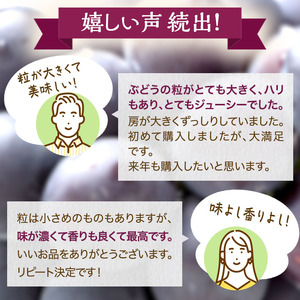 ぶどう 訳あり ニューピオーネ 約4kg ご家庭用 満杯詰め 先行予約 ぶどう