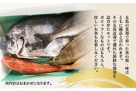 旬の地魚セット（エラ・内臓処理済）鮮魚 魚介 刺身 五島市 / 五島FF [PBJ010]