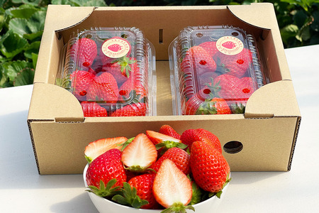 [先行予約]「スカイベリー 2パック」計約650g 贈答用化粧箱入り 約4人分｜いちご イチゴ 苺 果物 栃木 日光 [0226]