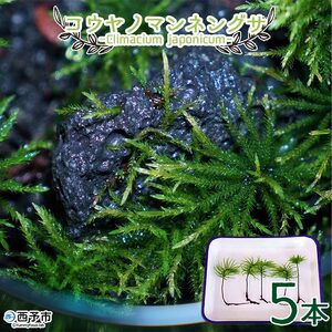 コウヤノマンネングサ [Climacium japonicum] 人工栽培品種 5本