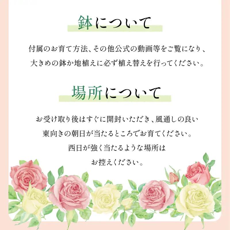 【イングリッシュローズ】デビッド・オースチン ボスコベル 6L鉢苗（バラ専用肥料付）【025D-049】