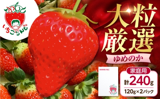 【先行予約】いちご ゆめのか 120g×2パック / 苺 果物 フルーツ 甘い 産地直送 冷蔵 人気 おすすめ ふるさと納税 高知 土佐市 家庭用【松本いちごらんど】[BQDQ001] [BQDQ001]