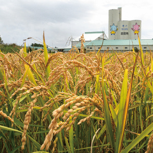 【先行予約】令和7年産 特Aランク米 ななつぼし 精米 5kg（5kg×1袋）雪冷気 籾貯蔵 北海道 雪中米