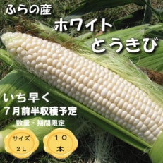 【数量・期間】一足早く2024年7月前半出荷予定　ふらの産　ホワイトとうきび10本　サイズ2L