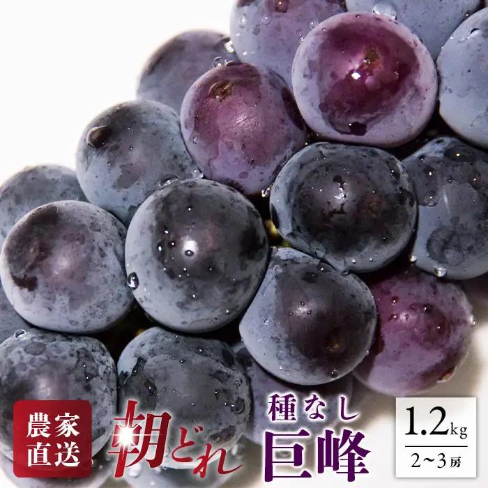 【2026年発送★先行予約】 巨峰 2～3房 約1.2kg ※クール便　154-026-26y | フルーツ 果物 高評価 人気 ランキング おすすめ 甘い 美味しい デザート 数量限定 送料無料 山