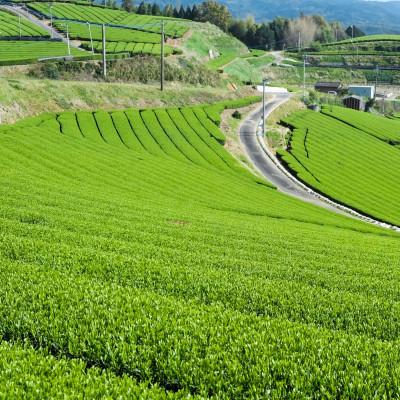 ふるさと納税 筑前町 【八女茶　江戸宝永年間創業】14代目オススメの八十八夜の八女茶「翠」3本セット(ご自宅用) |  | 02
