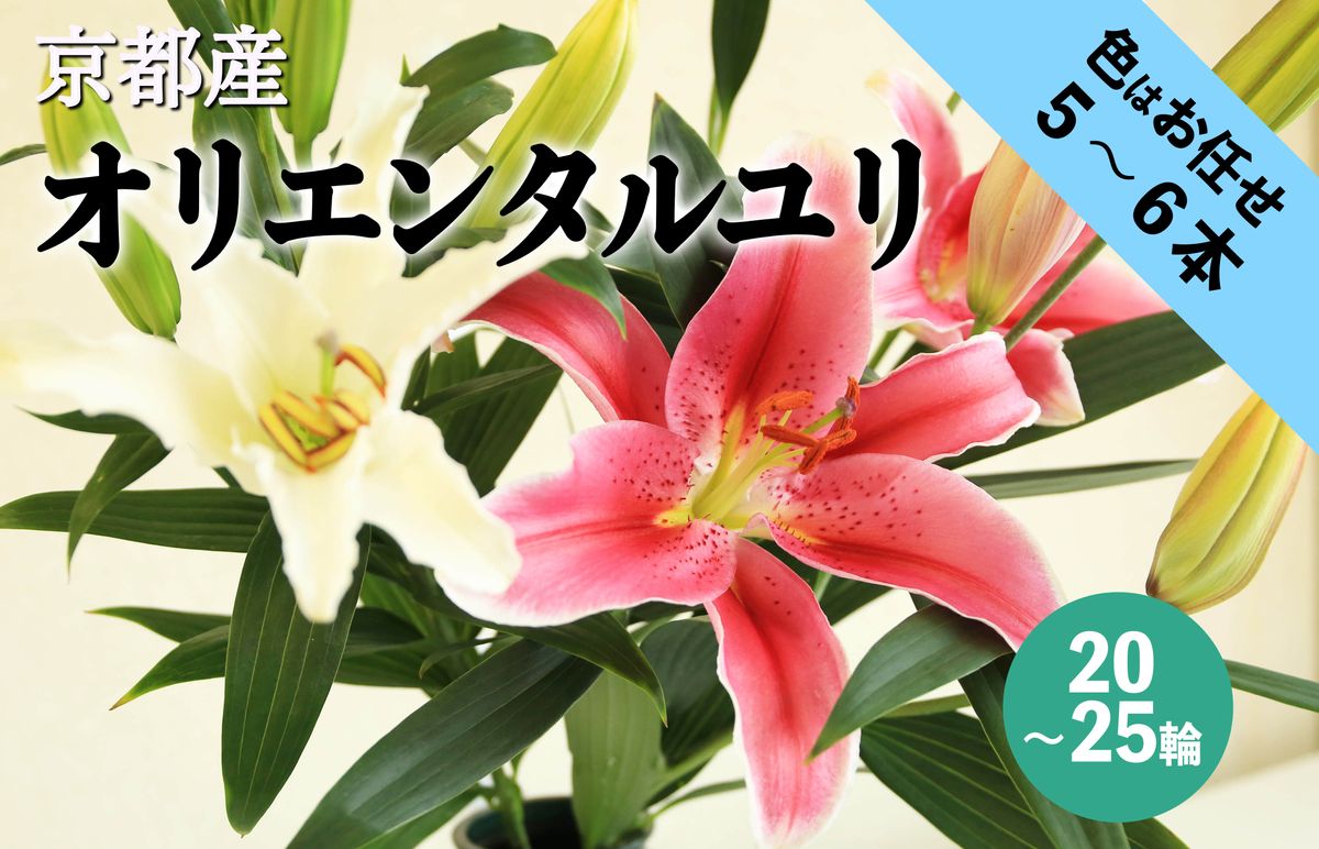 京丹後オリエンタルユリ　色お任せ5~6本（20～25輪）　NG00012