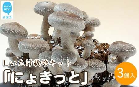 しいたけ栽培キット　にょきっと　3個セット