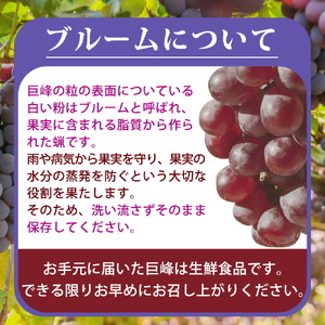 巨峰ぶどう約2kg　紀州和歌山 印南産【2024/8/10〜2024/9/10頃発送予定】