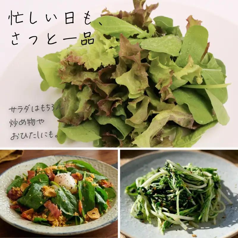 おまかせ3種セット ロロロッサ ルッコラ ほうれん草 みずな サラダ | 水耕 葉物 野菜 南国市