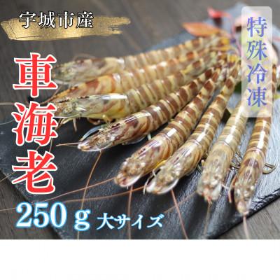 ふるさと納税 宇城市 【特殊冷凍】 車海老 250g (大サイズ厳選品)(6~8尾)水揚げ即真空パック&amp;瞬間冷凍で鮮度抜群