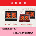 【ふるさと納税】いちご イチゴ 苺 【1月上旬～発送 】 プレミア 掛川産 きらぴ香 約250g入り 2パック又は4パック（1パック：6粒～11粒） 加藤農園 ※1月上旬より順次発送（ 人気 くだもの フルーツ ストロベリー 掛川市 静岡 ）