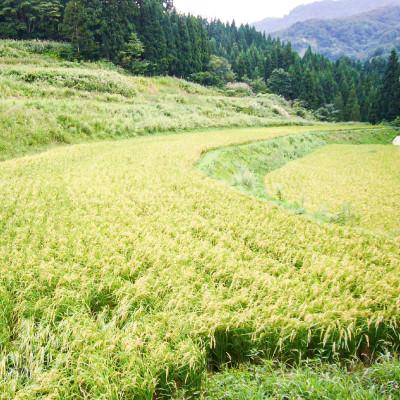 ふるさと納税 上越市 【数量限定】令和8年/新潟上越産「標高480mの山間地で育てた棚田米コシヒカリ」玄米8kg |  | 01