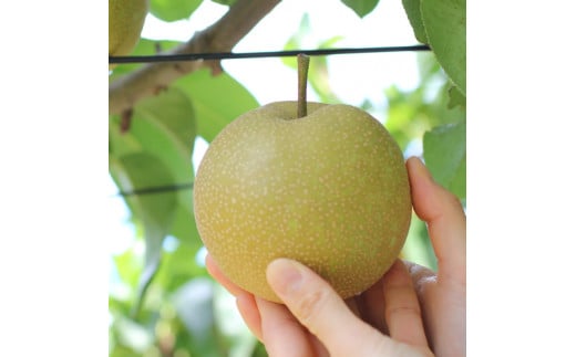 
            【長野県産】シャリっと瑞々しい梨(幸水または豊水)約5kg 秀品 2026年8月下旬から発送 信州 南信州 高森町 産地直送 果物 くだもの なし ナシ 和梨 旬 旬の果物 旬の梨 山下屋荘介
          