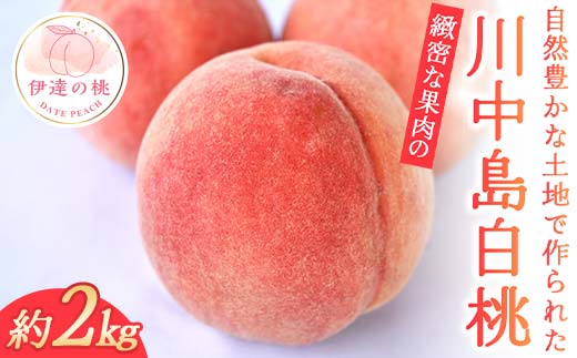 【2026年出荷分先行予約】福島県産 川中島白桃 約2kg 玉数はおまかせ はこざきフルーツ 伊達の桃 桃 フルーツ 果物 もも モモ momo F21C-429