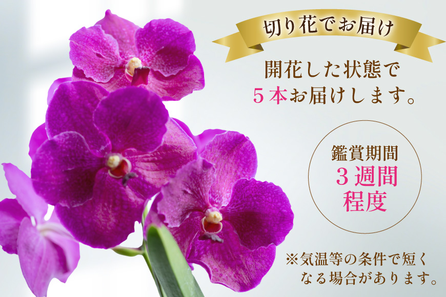 AI175 希少な花「華やかな恋」の予感 翡翠蘭(バンダ) 切り花 5本 セット ピンク [ 植物 花 ガーデン 希少 インテリア かわいい 個性的 北尾洋蘭園 長崎県 島原市 ]_イメージ3