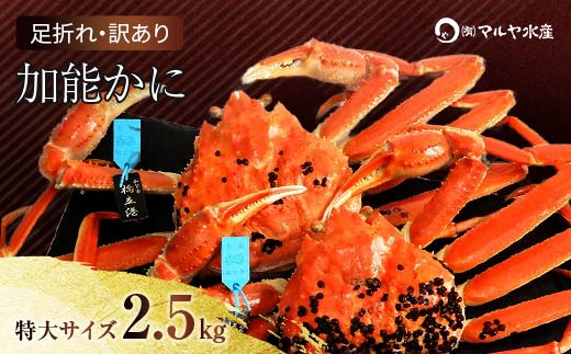 石川県産 加能かに ズワイガニ ( 産地証明タグ付 ) 訳あり 足折れ 特大サイズ 2～3匹 合計2.5kg 11月10日～12月15日発送 産地証明 訳あり 家庭用 自宅用 足折れ 先行予約 予約 ブランド蟹 ボイル 茹で 蟹 復興 震災 コロナ 能登半島地震復興支援 北陸新幹線 F6P-2787