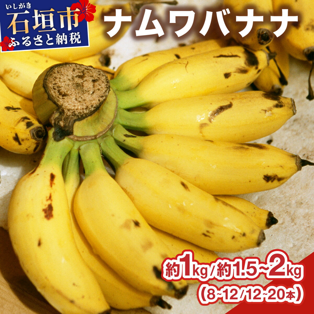 【ふるさと納税】【選べる容量】≪2026年4～10月順次発送≫ 石垣島産 希少な国産『ナムワバナナ』を贅沢に1房丸ごと | 沖縄 石垣 バナナ フルーツ 果物 南国フルーツ 国産 | TF-101 TF-102