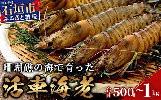 
                  ＜季節限定＞ 活車えび 500g (25尾前後) / 1kg (50尾前後) | 車えび 車海老 クルマエビ 海老 エビ 海鮮 国産 ふるさと 沖縄県 沖縄 石垣 石垣島 石垣市 人気
                