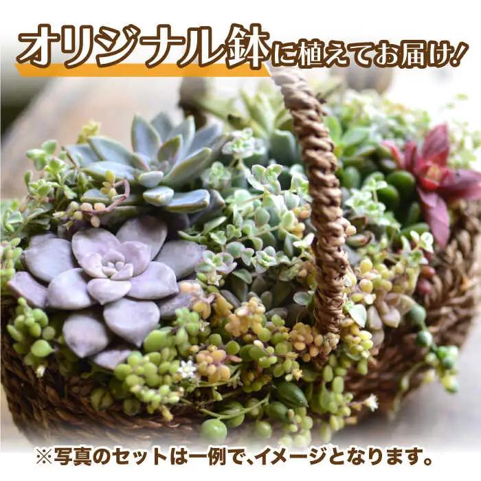 多肉植物 籠寄せ / かわいい インテリア 多肉植物[AFAT002]