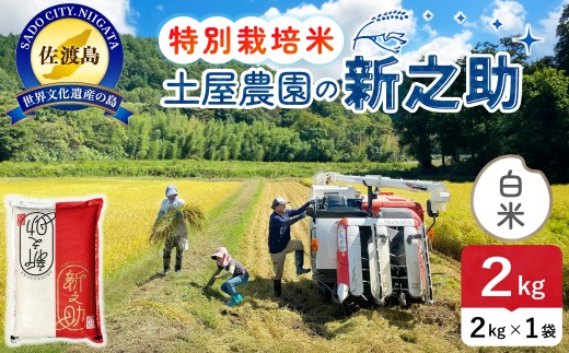 佐渡島産 新之助 白米2kg 令和7年産 特別栽培米 単一原料米 土屋農園 | 新潟県産新之助 新潟産新之助 佐渡産新之助 しんのすけ 新之助 お米 米 白米 精米 ブランド米 おこめ コメ 2キロ 少量 お試し 大粒 世界農業遺産 にいがた さど 新潟県 佐渡市