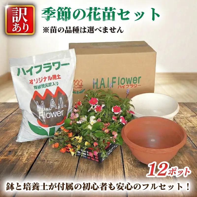 寄せ植え 花 季節のお花 12ポット 用土 鉢 付き ガーデニング プレゼント 育成セット 日用品 園芸 花苗 おすすめ セット 母の日 季節 お花 贈り物 農事組合法人ハイフラワー 埼玉県 羽生市 