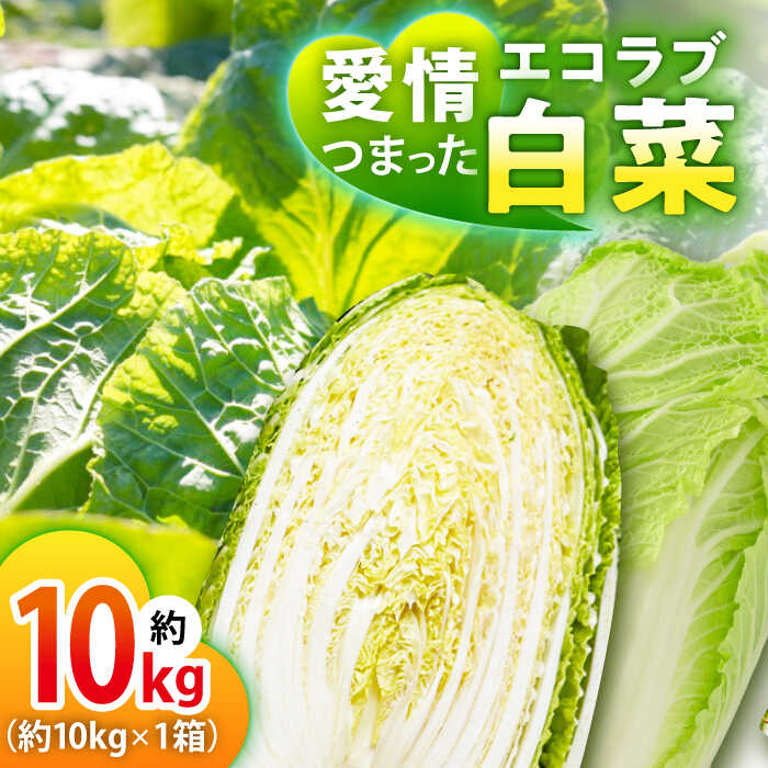 【ふるさと納税】エコラブ白菜 約10kg（1箱） | 人気 おすすめ ランキング おいしい 野菜 生野菜 鍋もの サラダ 大洲市/沢井青果有限会社[AGBN049] 10000 10000円 以上