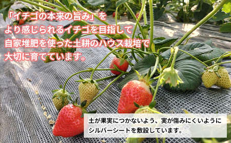 完熟で香り高い！秋田のイチゴ(1パック) ＜15個／揺りかごパック＞　 50P3423