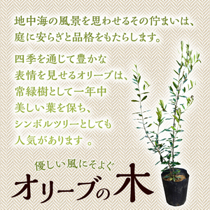 植木　オリーブ1m
