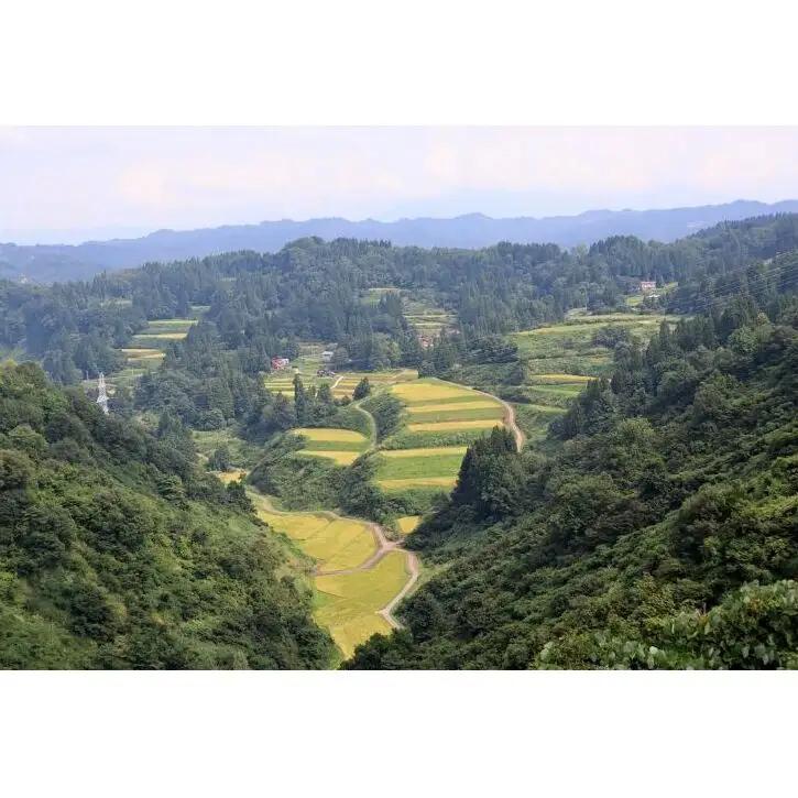 【令和8年産 先行予約】【定期便／全4回】精米2kg 新潟県魚沼産コシヒカリ「山清水米」 お米