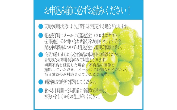 2026年 先行予約受付中 シャインマスカット晴王 1房 約550g 岡山県産 種無し 皮ごと食べる みずみずしい 甘い フレッシュ 瀬戸内 晴れの国 おかやま 果物大国 ハレノフルーツ