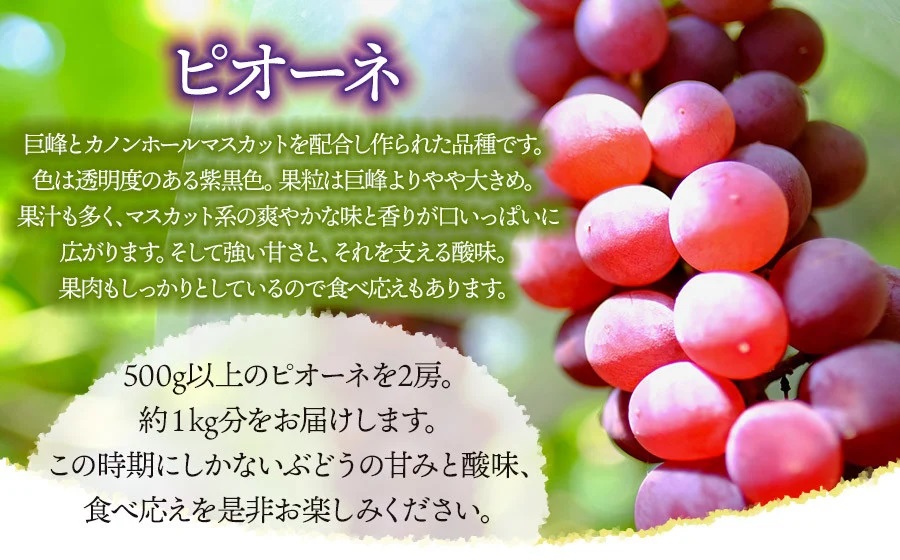 【令和8年産先行予約】JA庄内たがわの庄内産ぶどう ピオーネ 約1kg　K-830