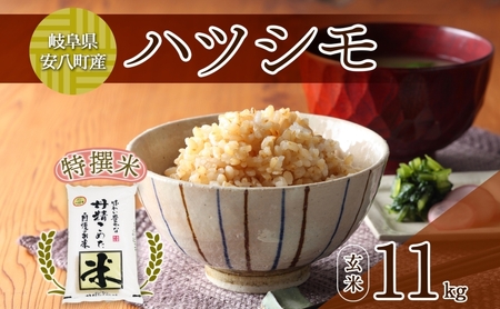 R7年産 特選米 ハツシモ 玄米 11kg ×1袋 お米 米 ごはん 新米 ご飯 はつしも 令和7年産 ブランド米 低農薬 お取り寄せ 産地直送 クリーンファームまき 送料無料 岐阜県 安八町