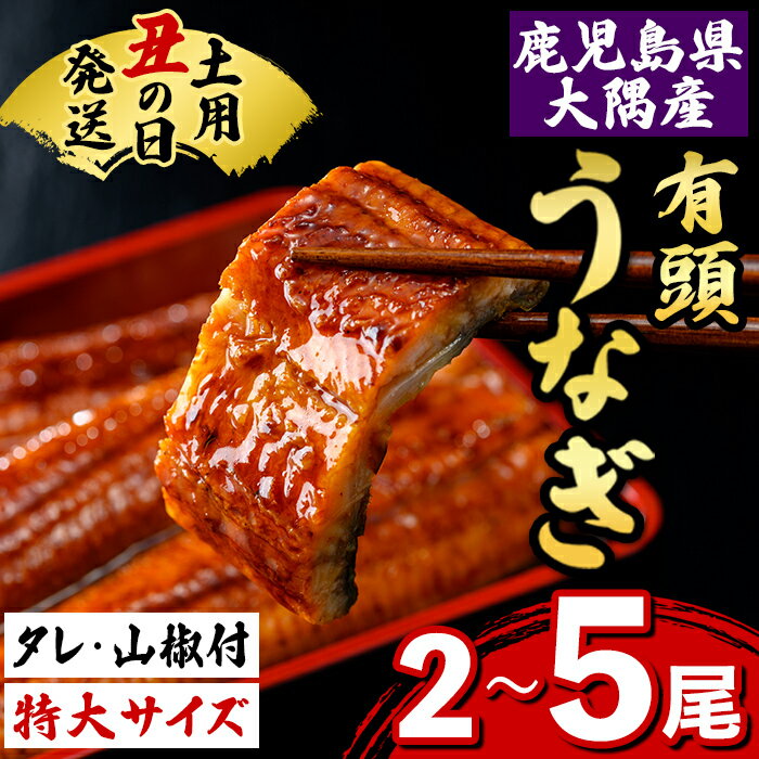 【ふるさと納税】《先行予約受付中！土用の丑の日発送》＜数量が選べる！＞うなぎ蒲焼(有頭)( 2尾 〜 5尾 )(タレ・山椒付) 鹿児島 国産 大隅産 鰻 うなぎ ウナギ 蒲焼き うな丼 うな重 ひつまぶし 丑の日発送 土用の丑の日 化粧箱 贈答 【一般社団法人きもつき宇宙協議会】