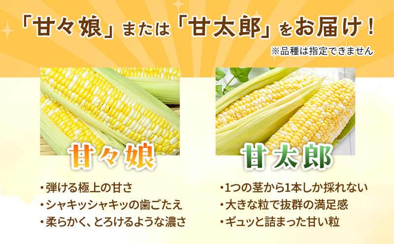  【6月下旬頃より順次発送】とうもろこし 先行予約 甘々娘 または 甘太郎 3本 テルもろこし 個包装 レンジ調理 レンチン 野菜 夏 旬 冷蔵 冷蔵配送 静岡 浜松市【配送不可：離島】